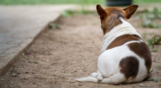 dog sitting on dirt