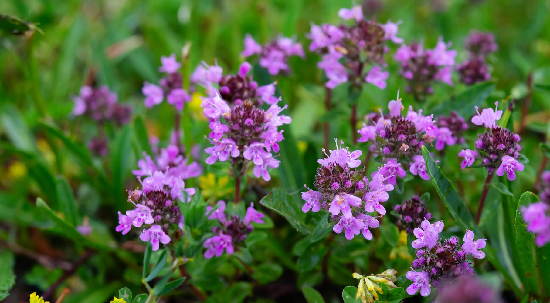 DogFriendly Ground Cover & Alternatives for Grass
