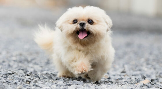 dog walking on gravel