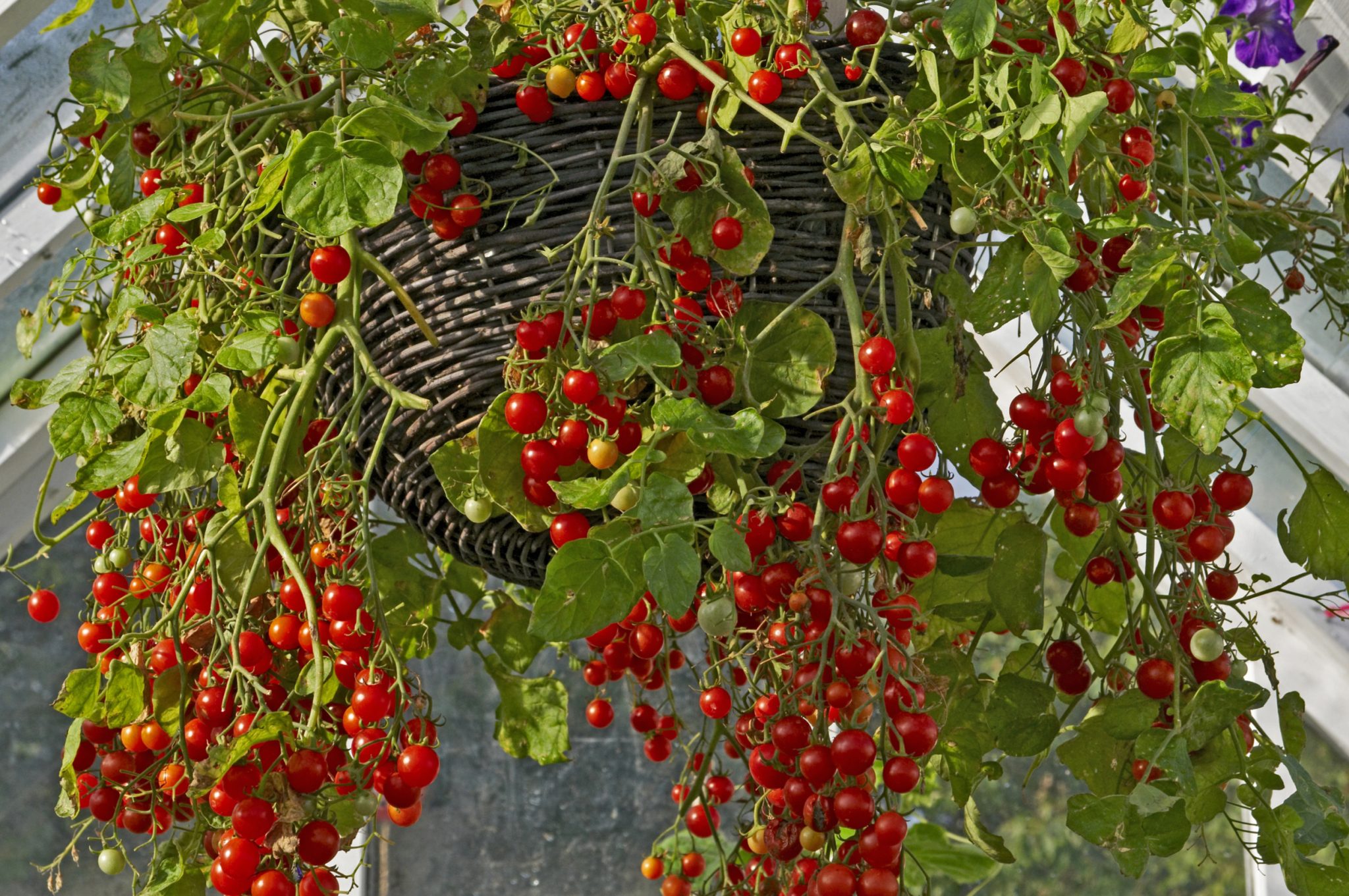 hanging gardens