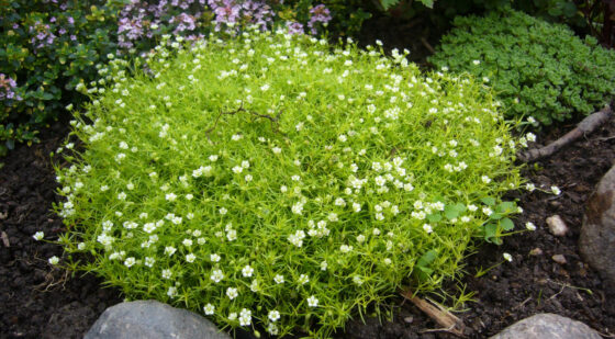irish moss ground cover