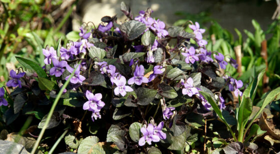 labrador violet ground cover