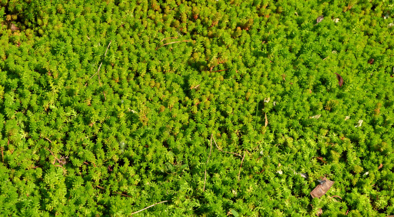 View of Dog-Friendly Ground Cover & Alternatives for Grass