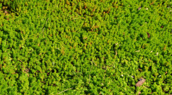 mini stonecrop ground cover