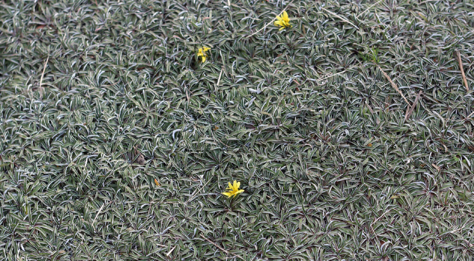 DogFriendly Ground Cover & Alternatives for Grass