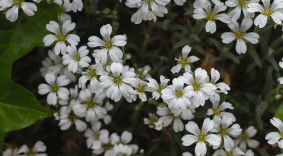 snow in summer ground cover