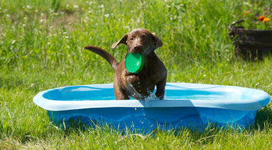 splash pool for dogs
