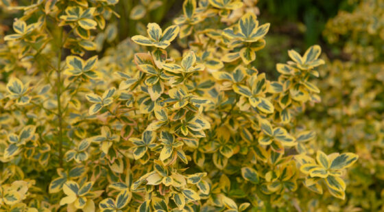 winter creeper ground cover