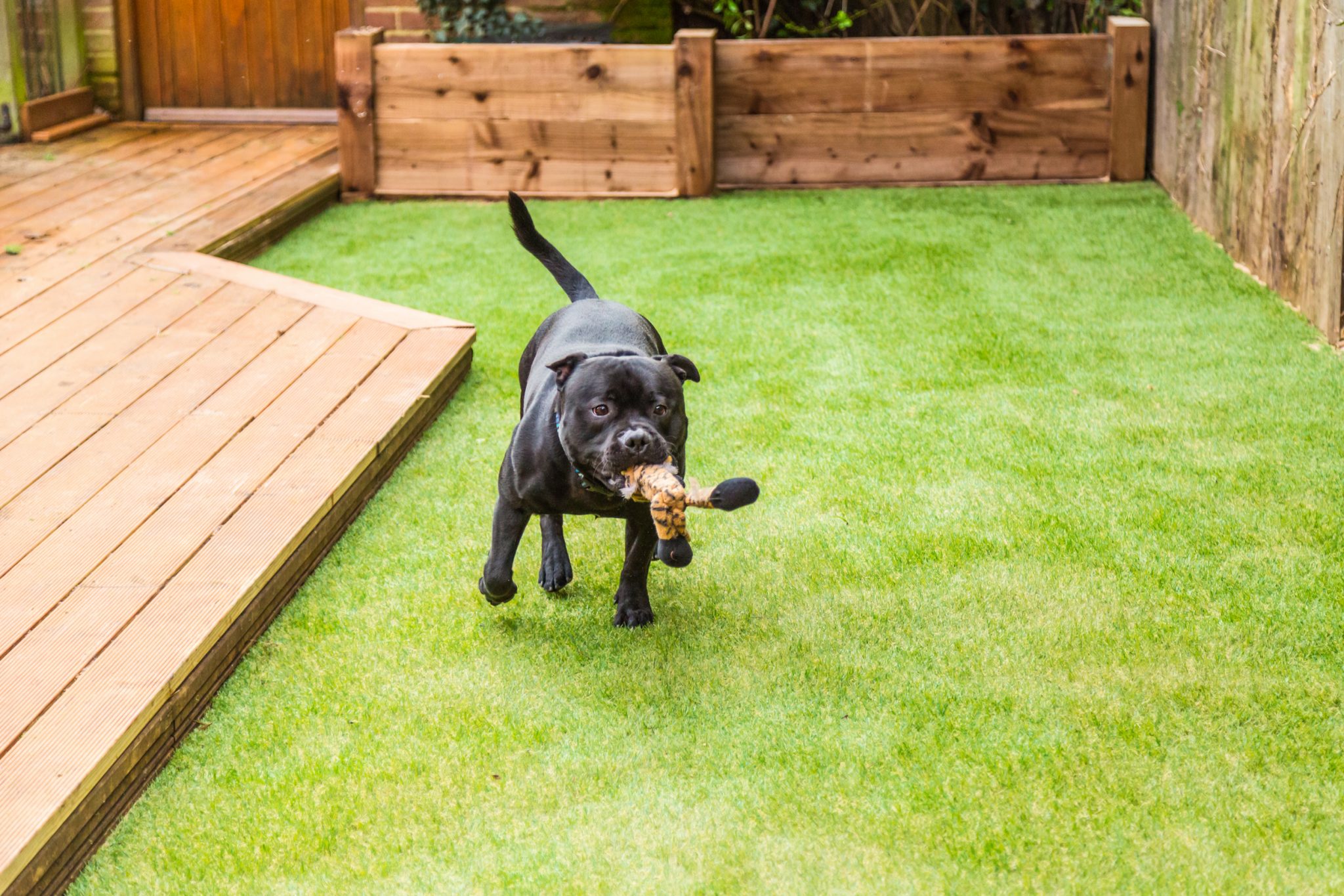 How To Clean Maintain A Dog Run Complete Guide Install It Direct