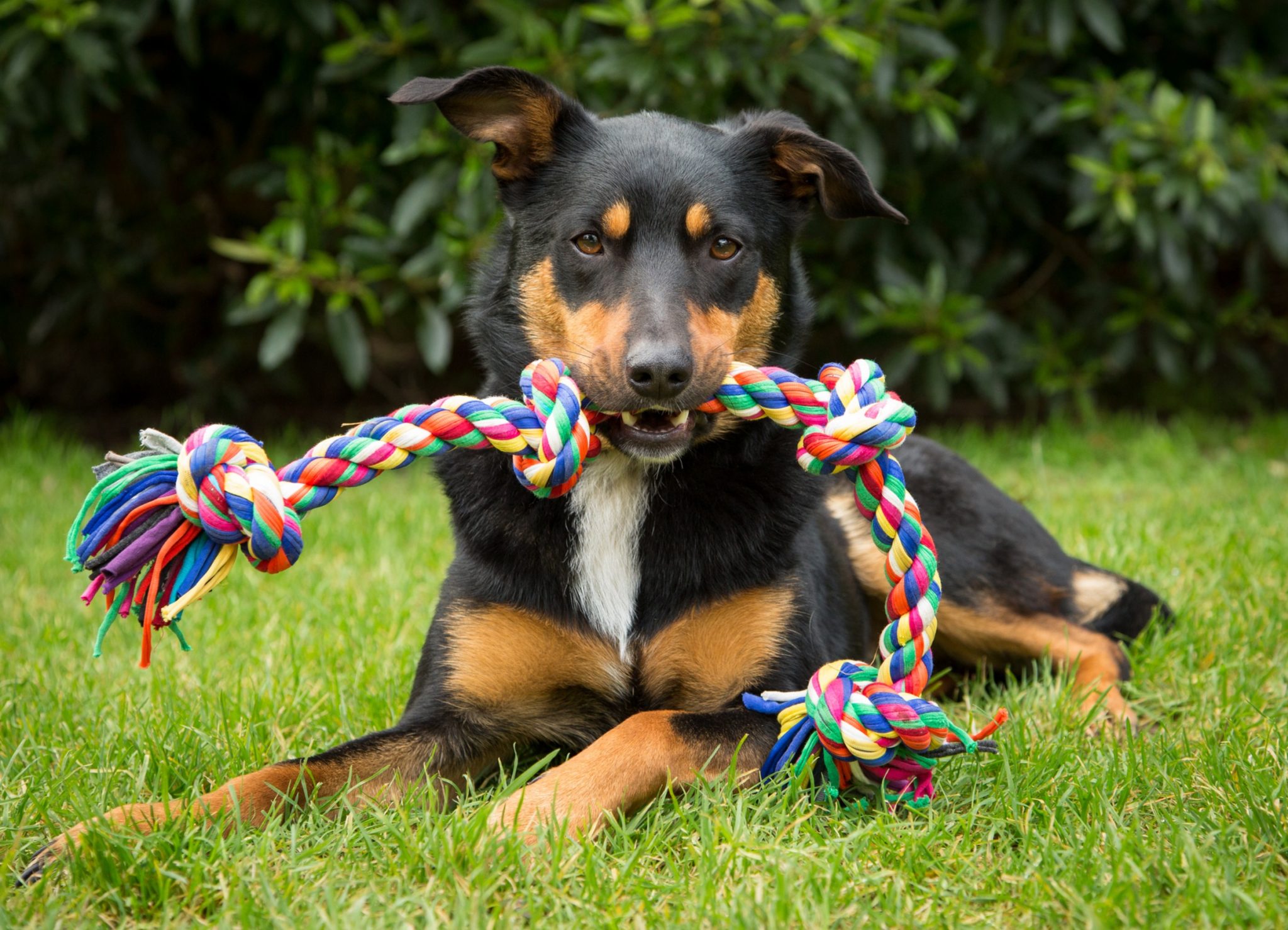 dog run cleaning tips