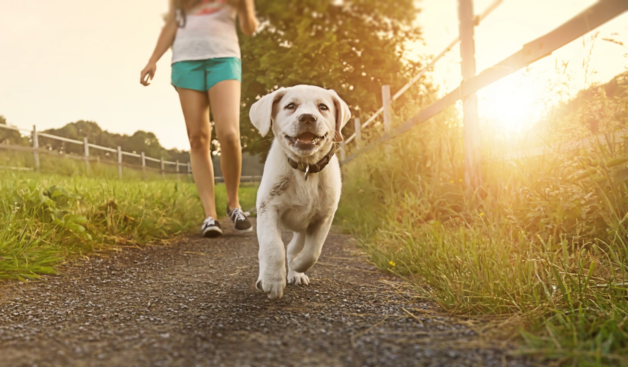 dog run maintenance