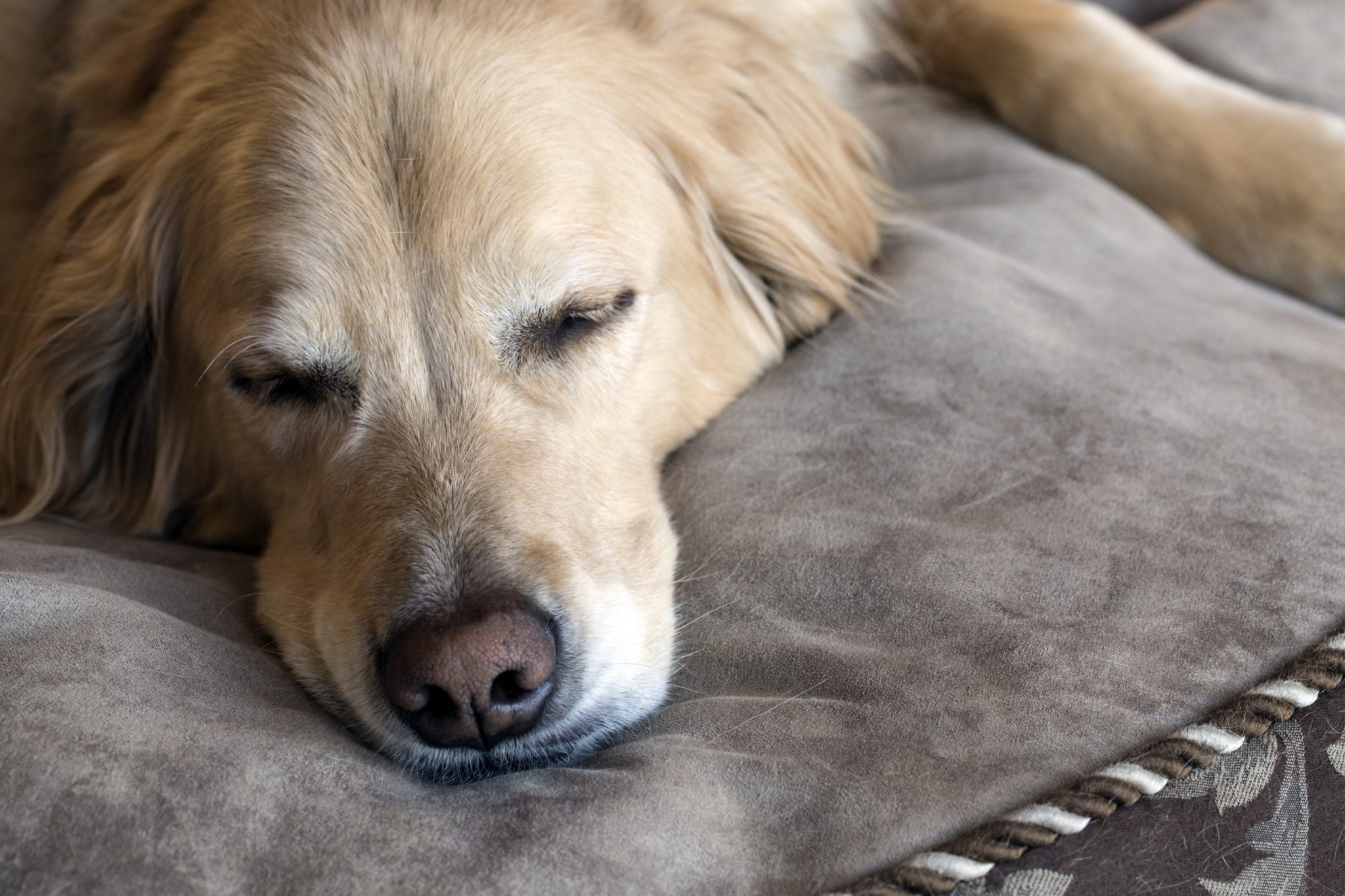 How to clean a dog run
