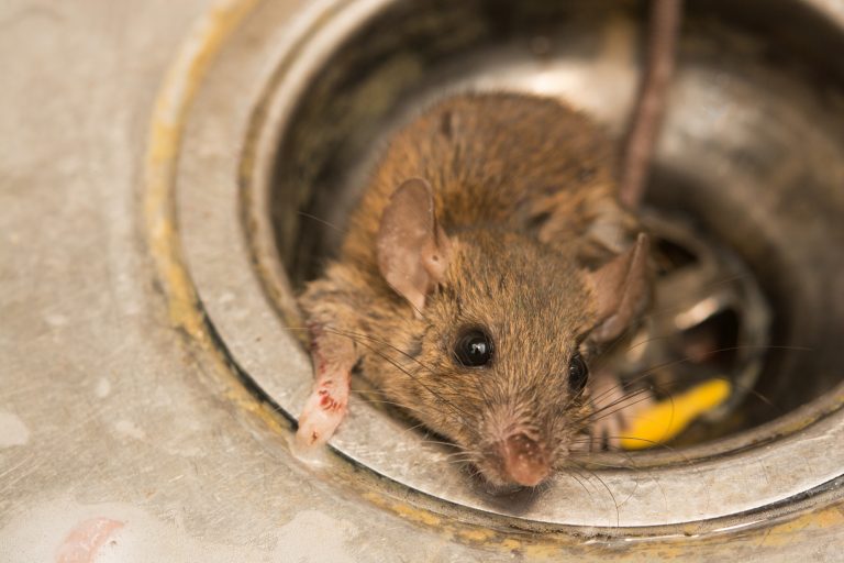 How to Get Rid of Rats Naturally (Natural Rat Repellent Guide