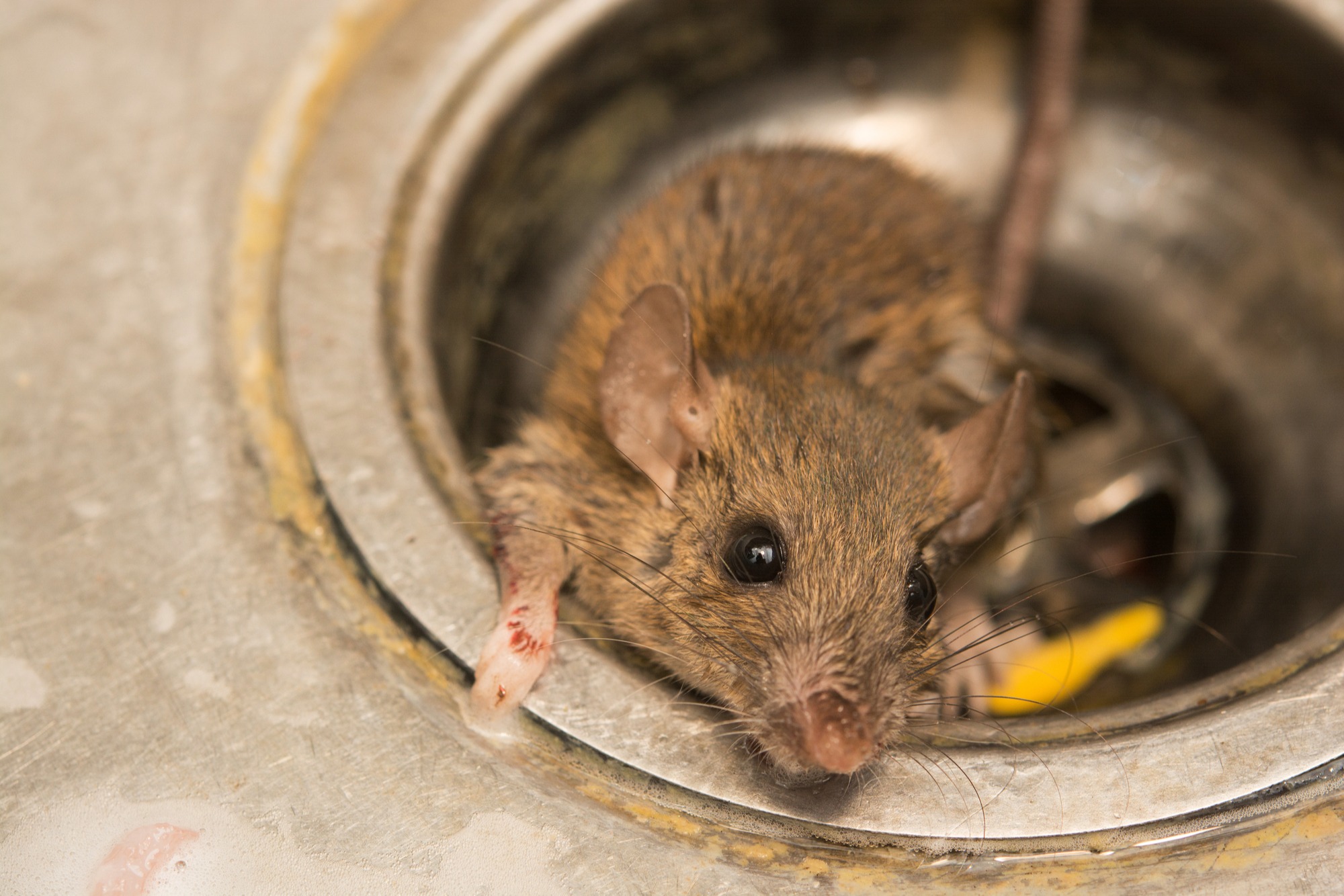 How To Get Rid Of Rats Naturally Natural Rat Repellent Guide