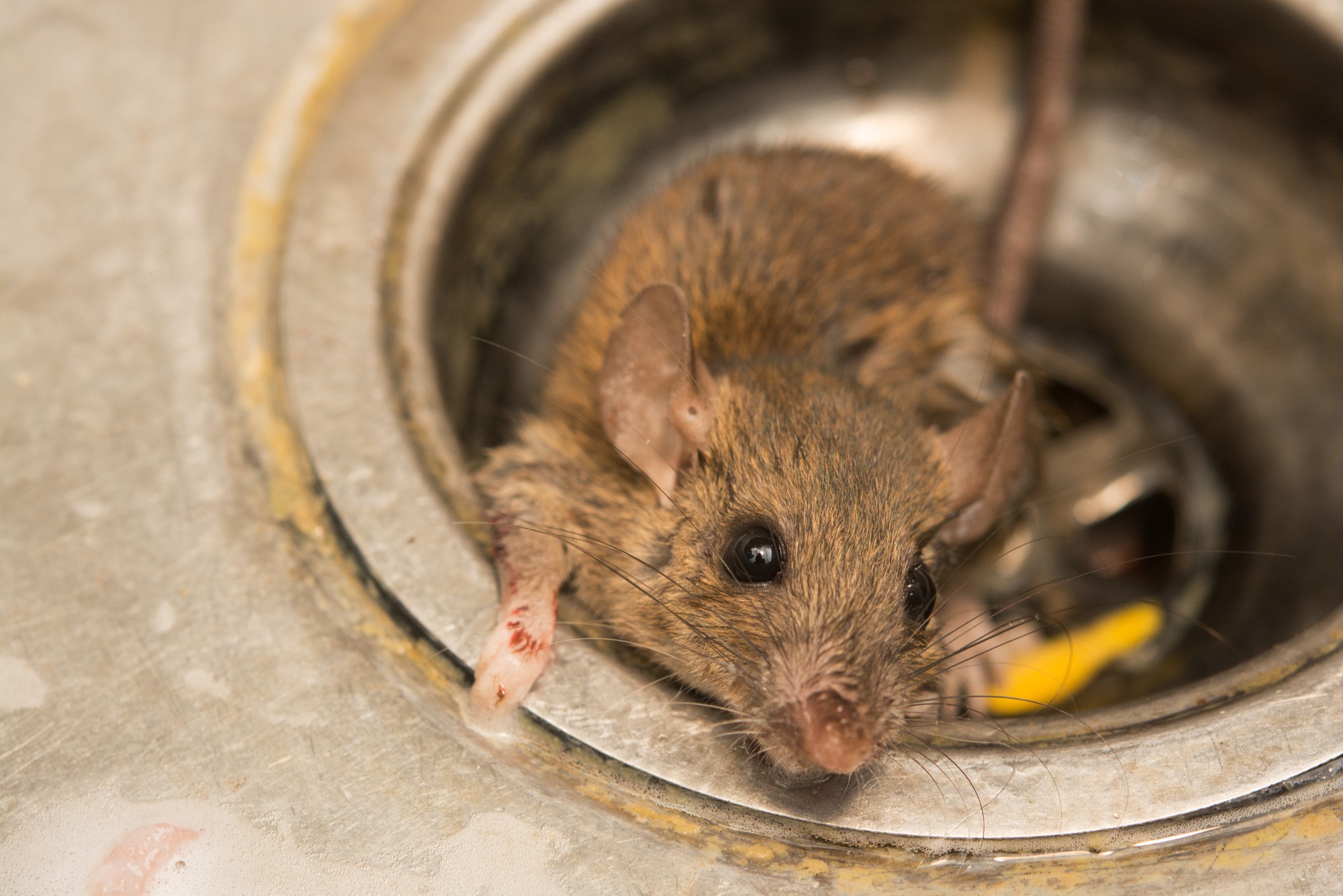 Rats kill remedies natural to 8 Homemade