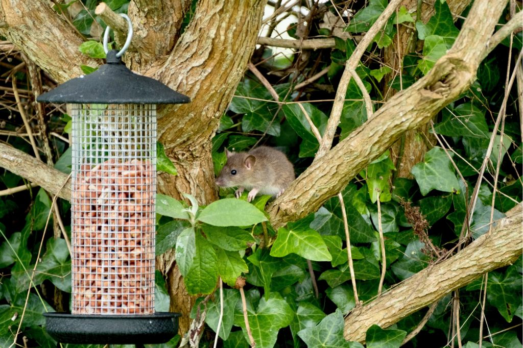 How to Get Rid of Rats Naturally (Natural Rat Repellent Guide