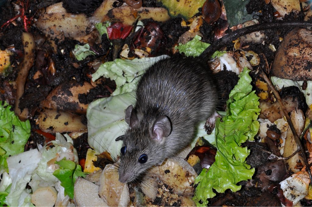 How to Get Rid of Rats Naturally (Natural Rat Repellent Guide