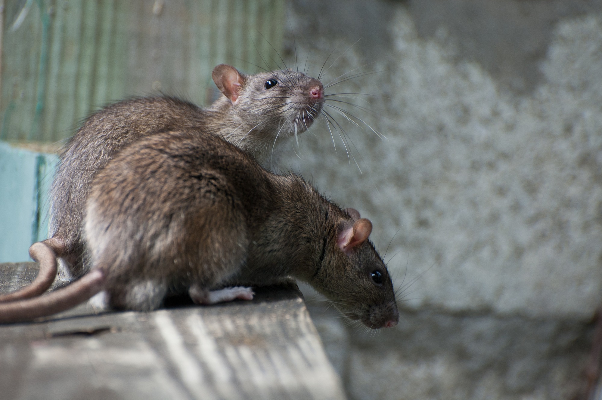 How To Get Rid Of Rats Naturally Natural Rat Repellent Guide Install It Direct