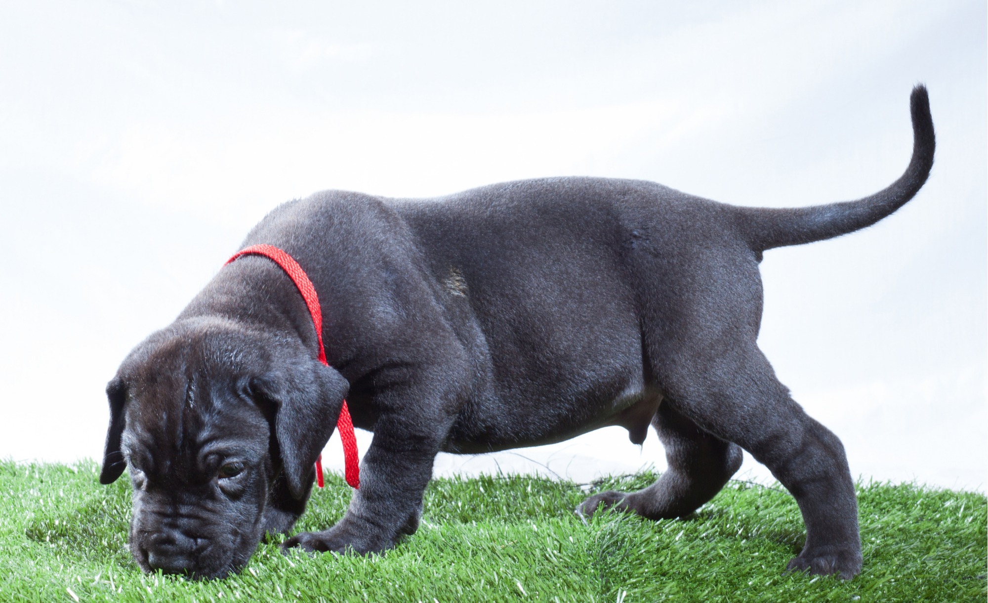 Artificial Grass Face Weight