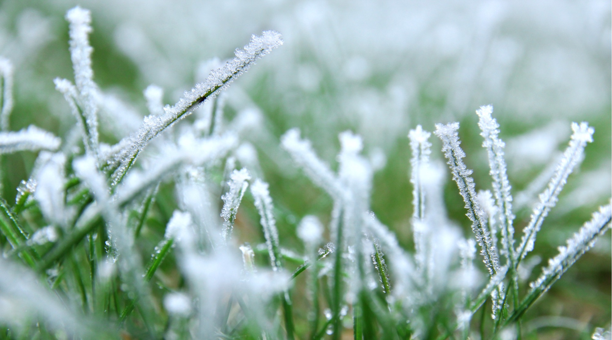 Does Artificial Grass Freeze