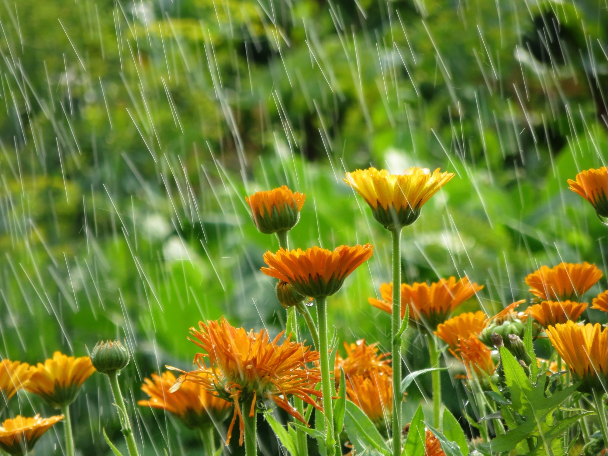 How to Prepare for Rain After Drought