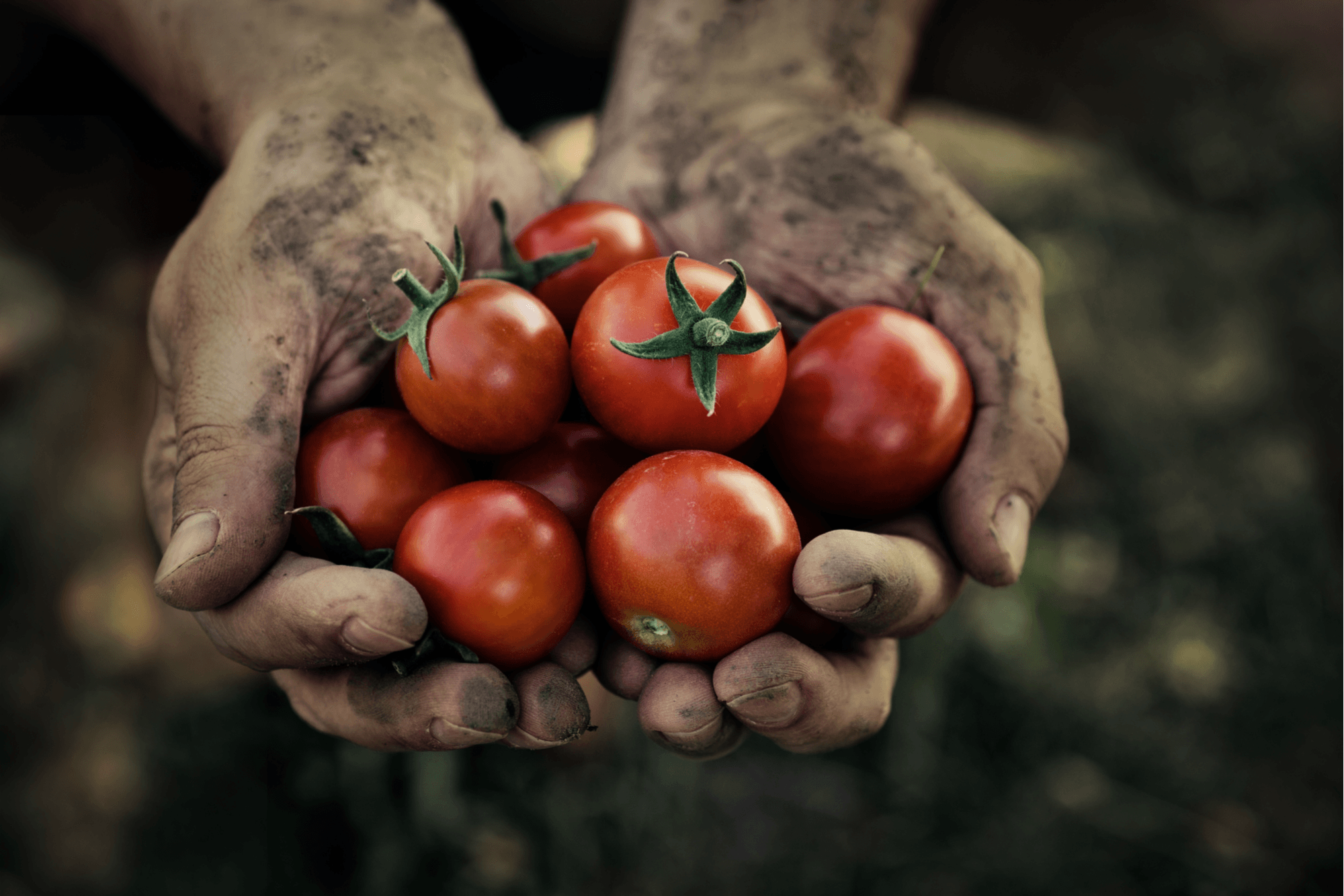 Gardener Hand Care Tips