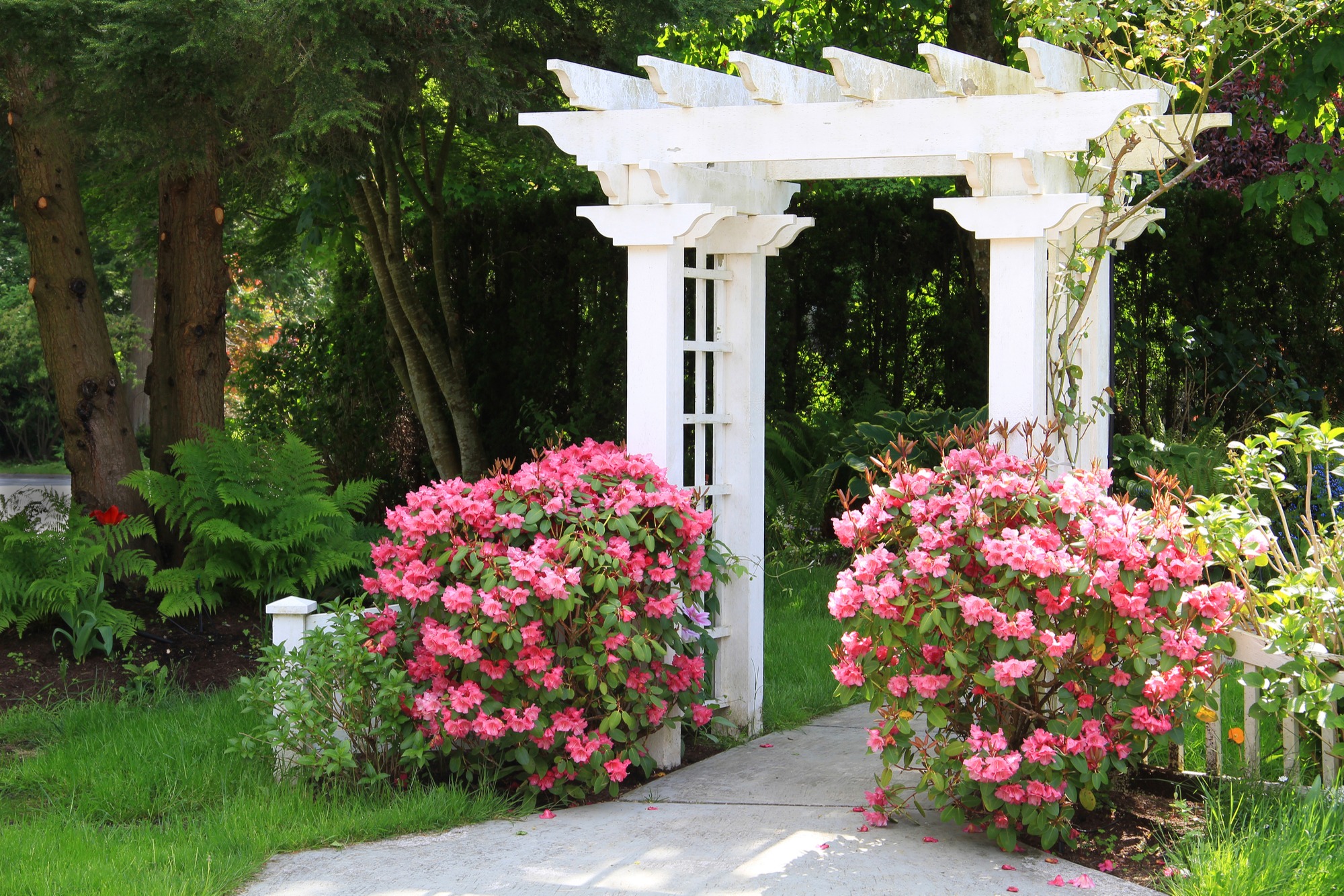 arbor for shade