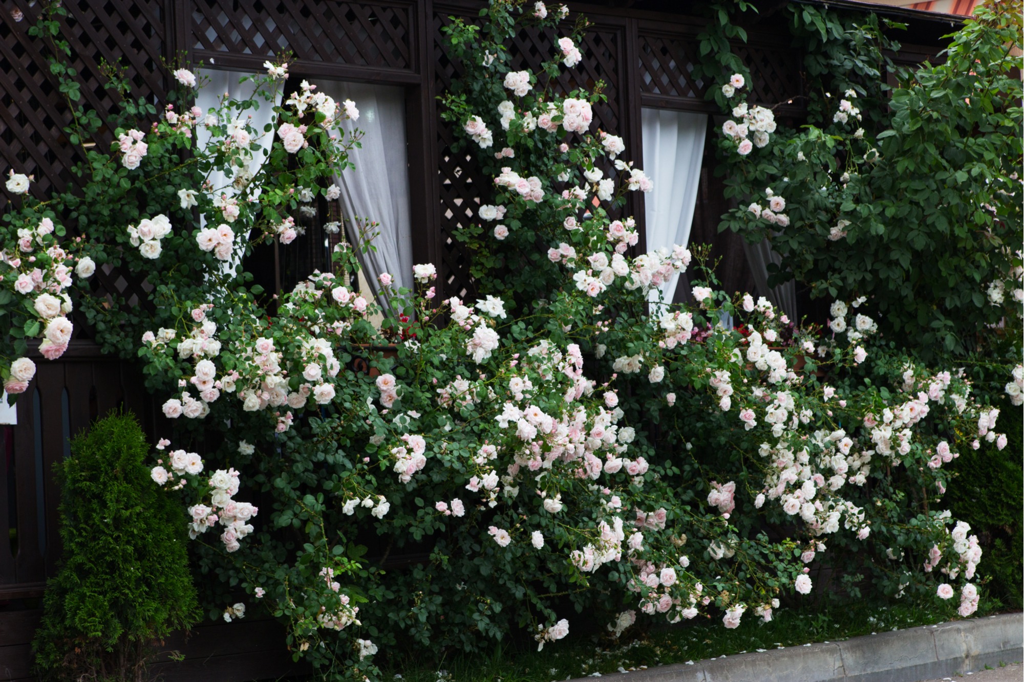 shade bushes