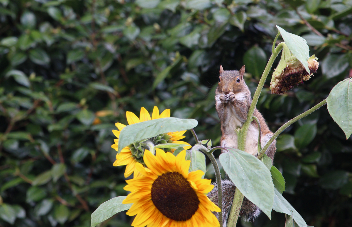 how to grow sunflowers in southern cal