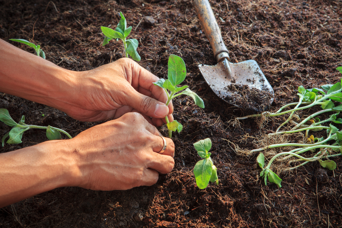 how to grow sunflowers