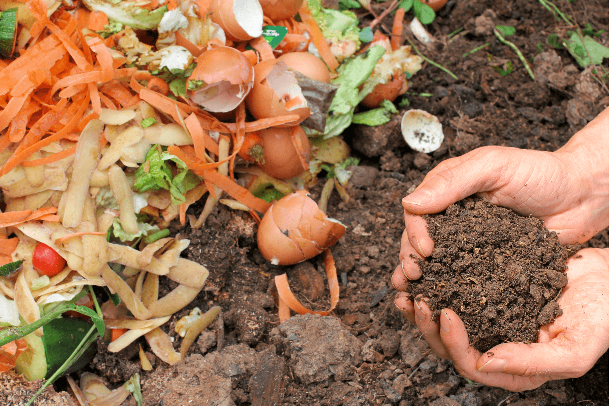 mulch vs compost