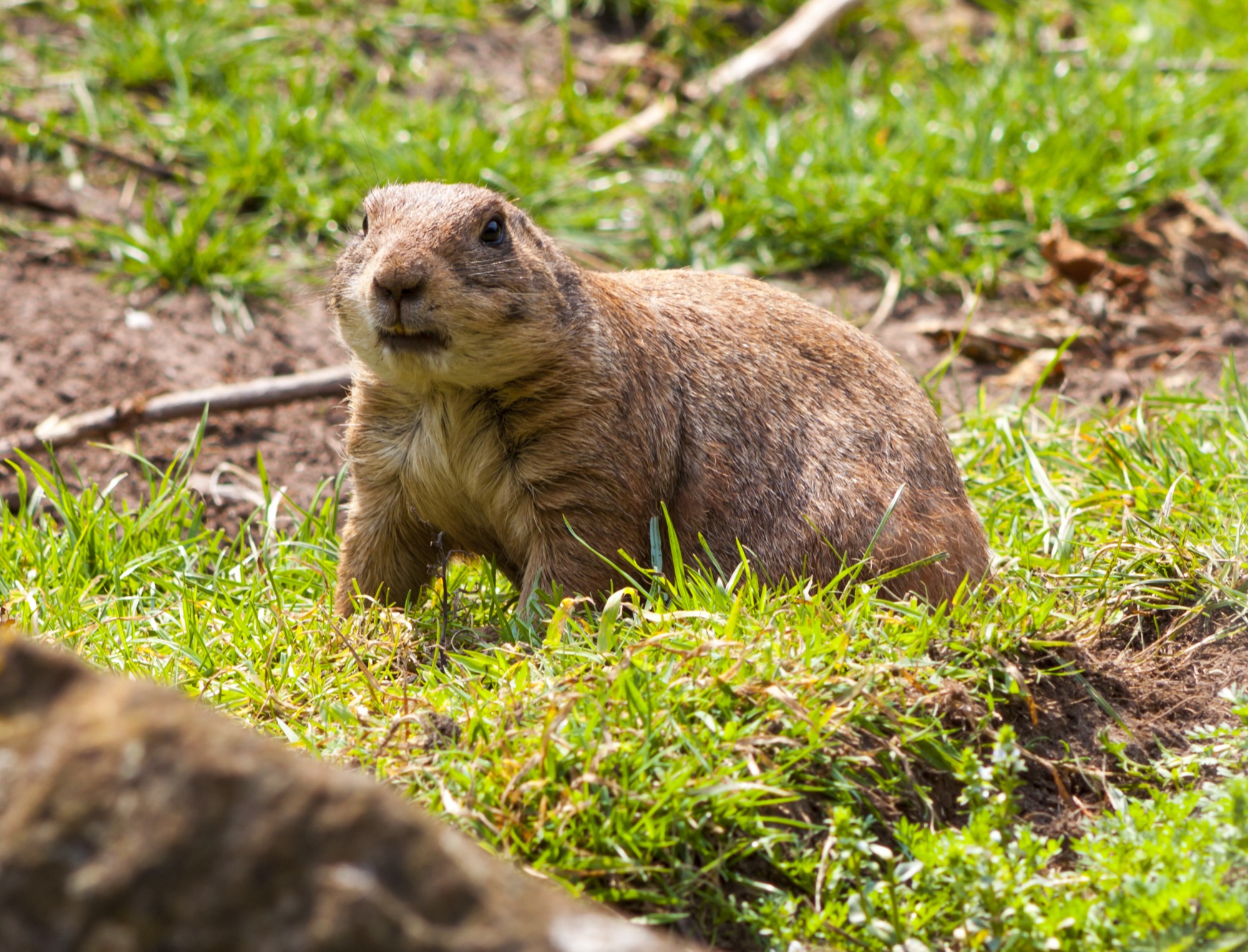 get rid of gophers