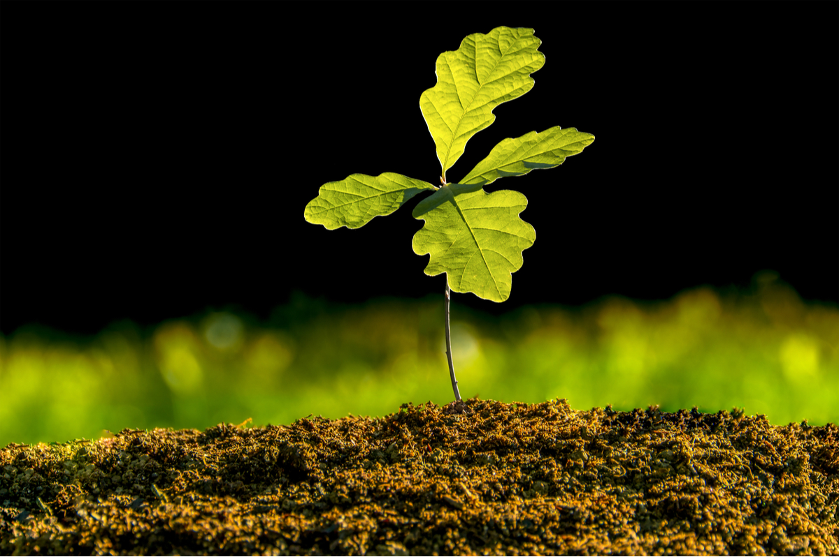 Can I Install Fake Grass Under Oak Trees?