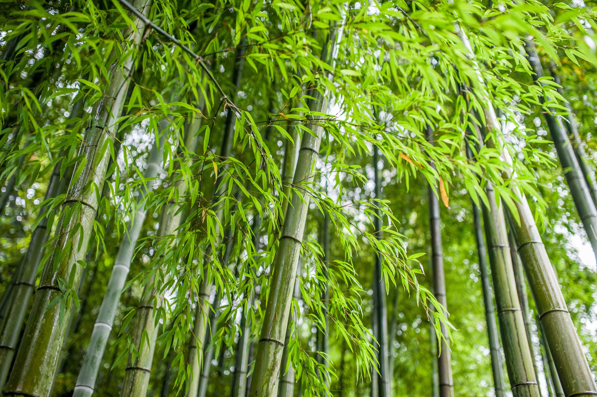Will Bamboo Damage Artificial Grass PRO Tips INSTALL Will Bamboo Damage Artificial Grass PRO Tips INSTALL