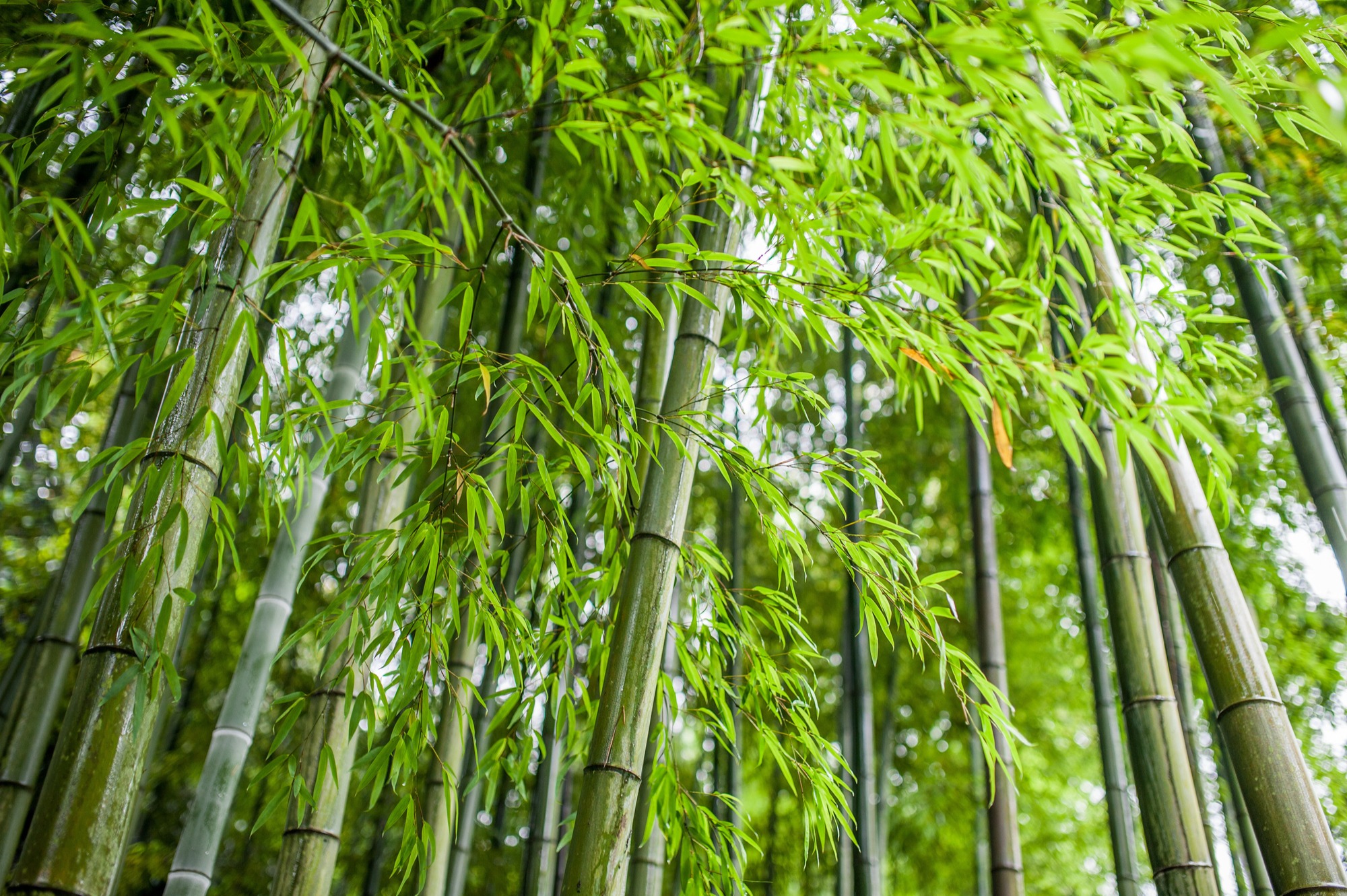 bamboo artificial turf