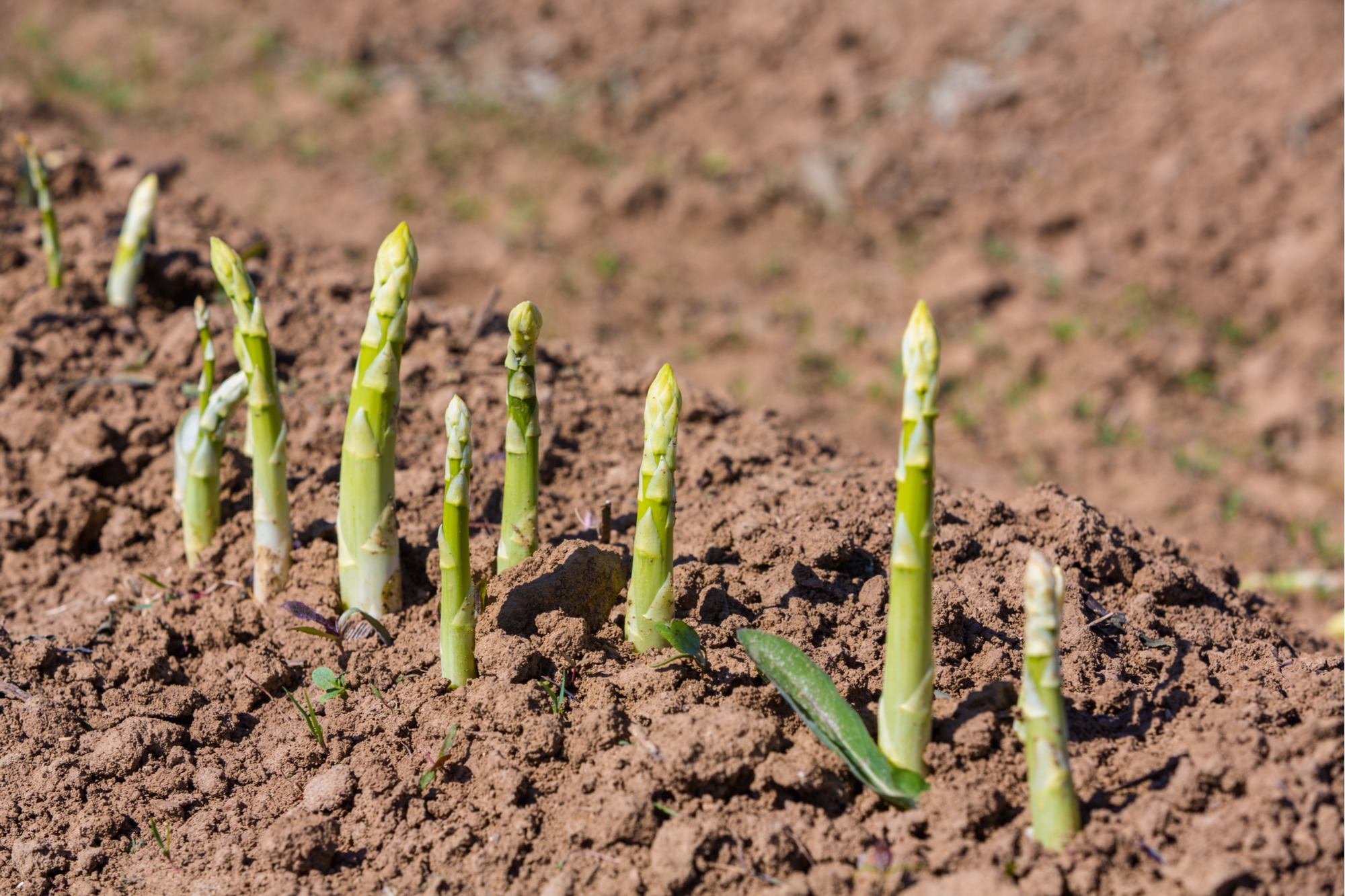 Growing Asparagus Tips
