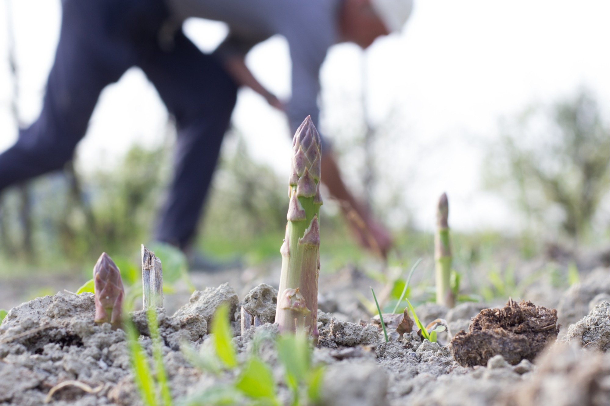 How to Grow Asparagus in California