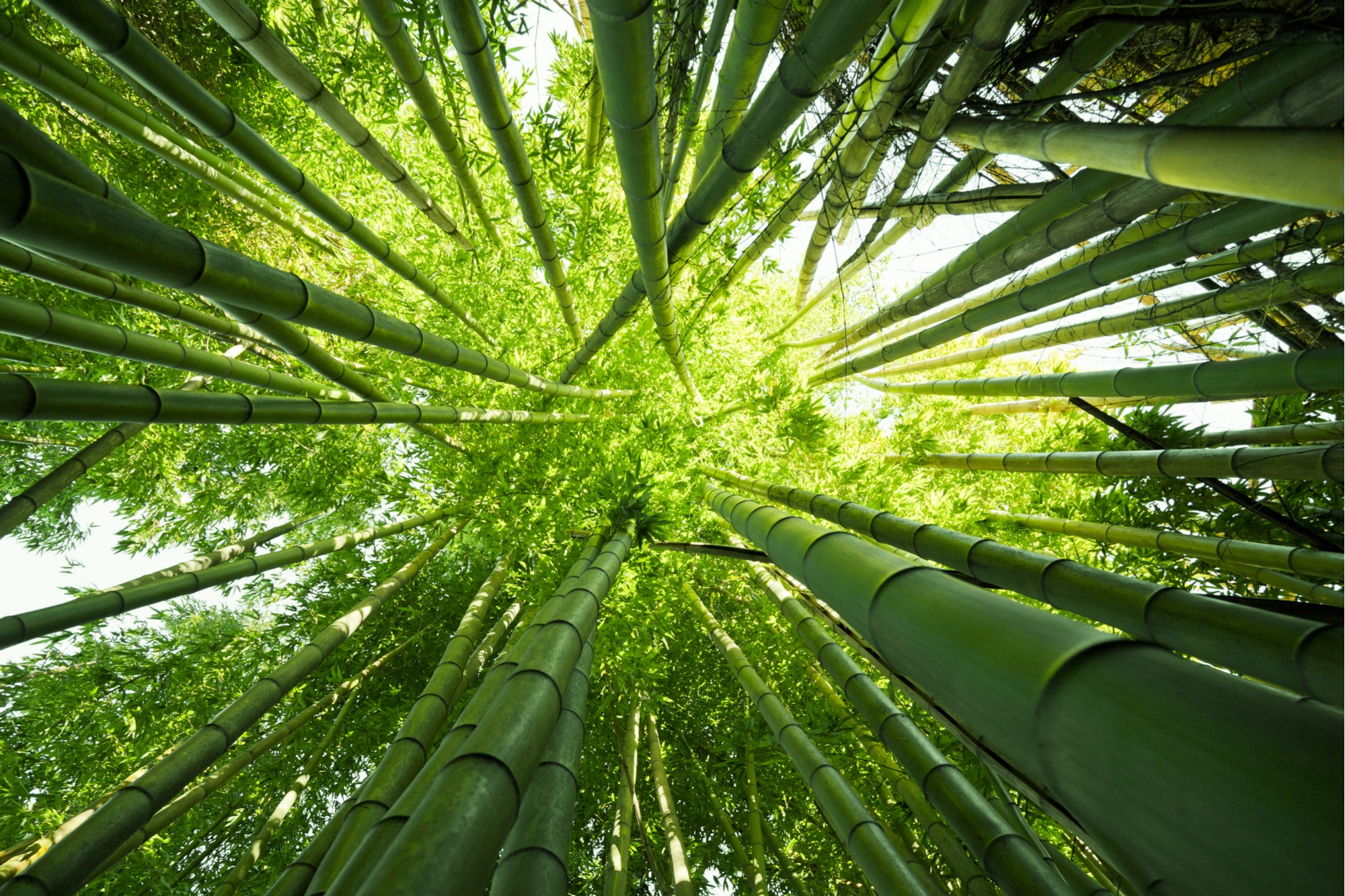 will bamboo damage artificial grass