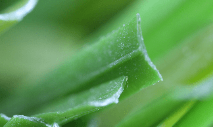 Artificial Grass Blade Shape C