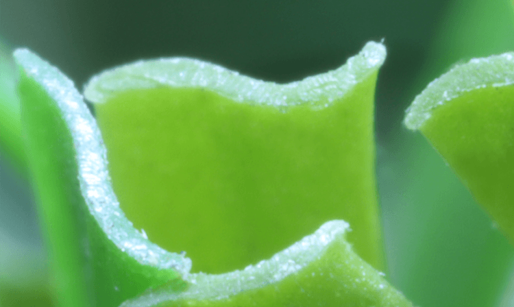 Artificial Grass Blade Shape S