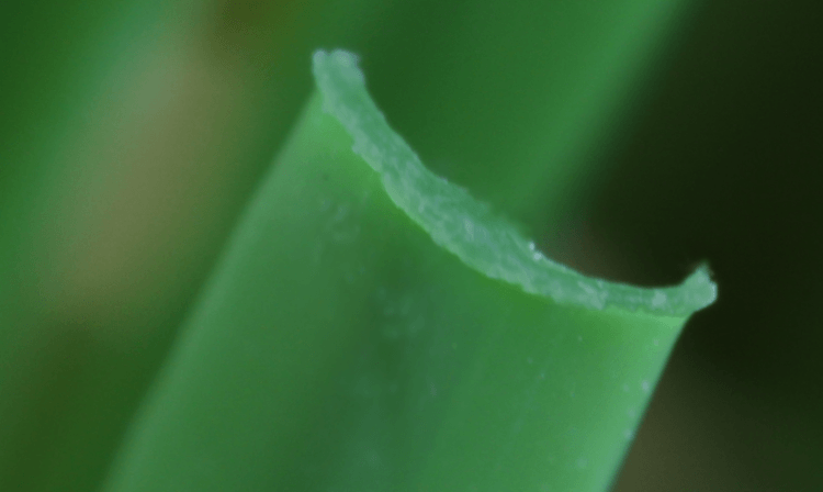 Artificial Grass Blade Shape U