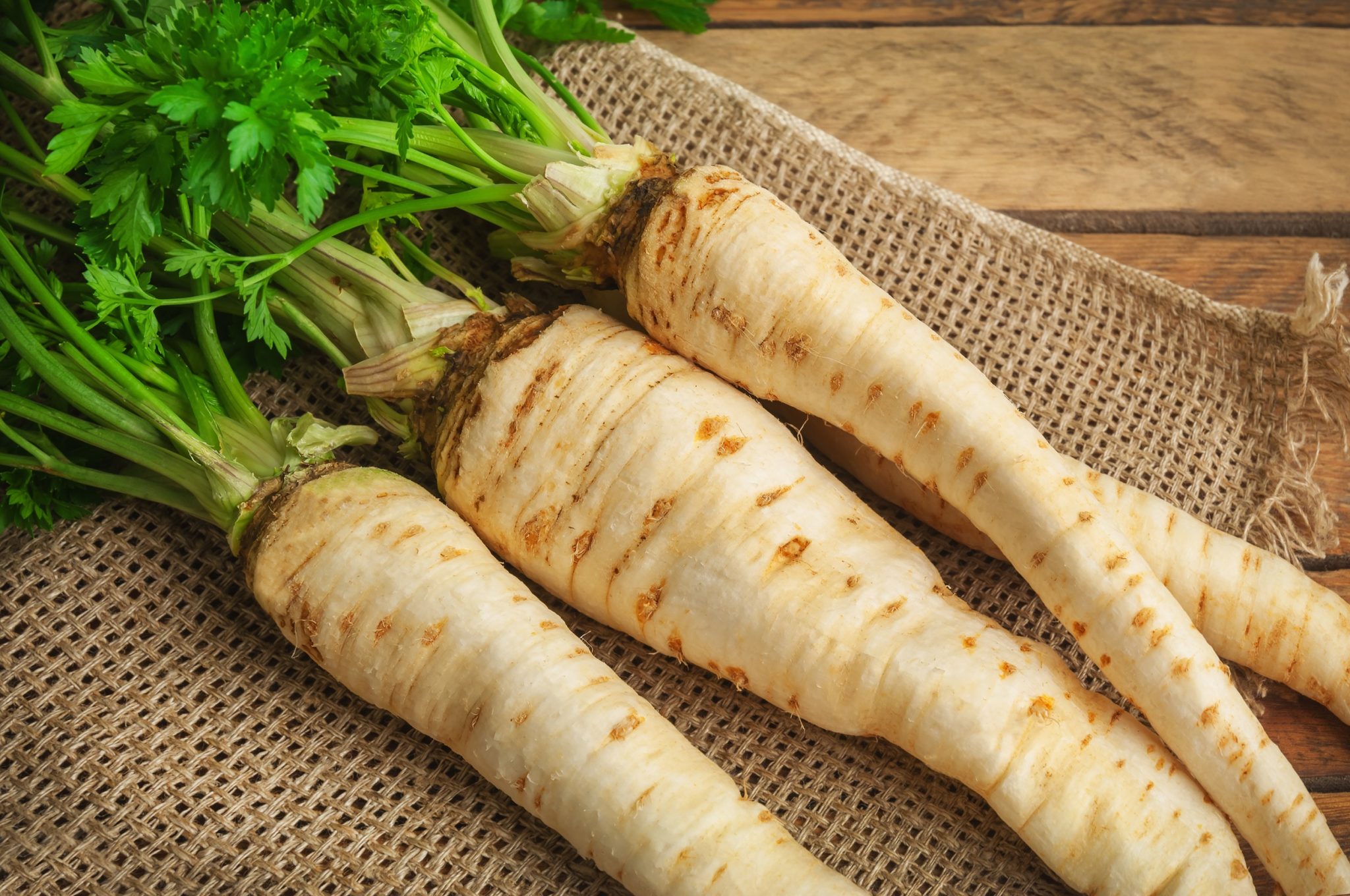 how to grow parsnips