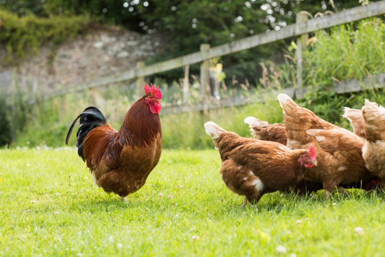 How To Get Rid Of Grubs Naturally Install It Direct