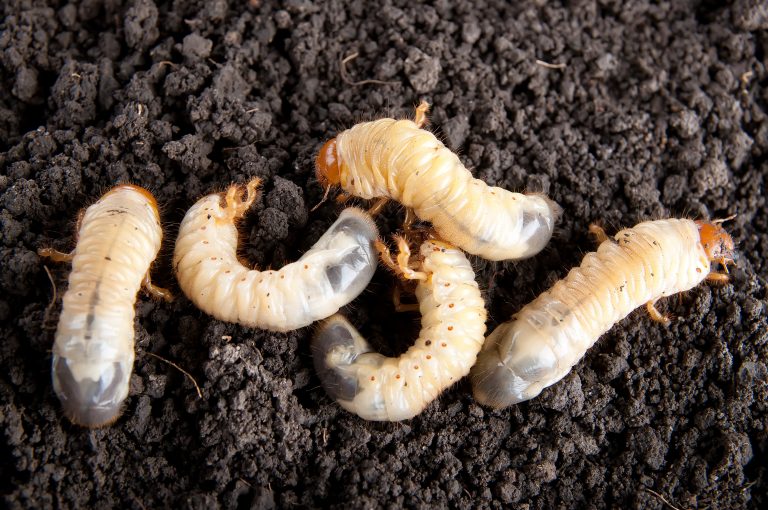 How To Get Rid Of Garden Lawn Grubs Naturally Guide Buy Install And Maintain Artificial Grass