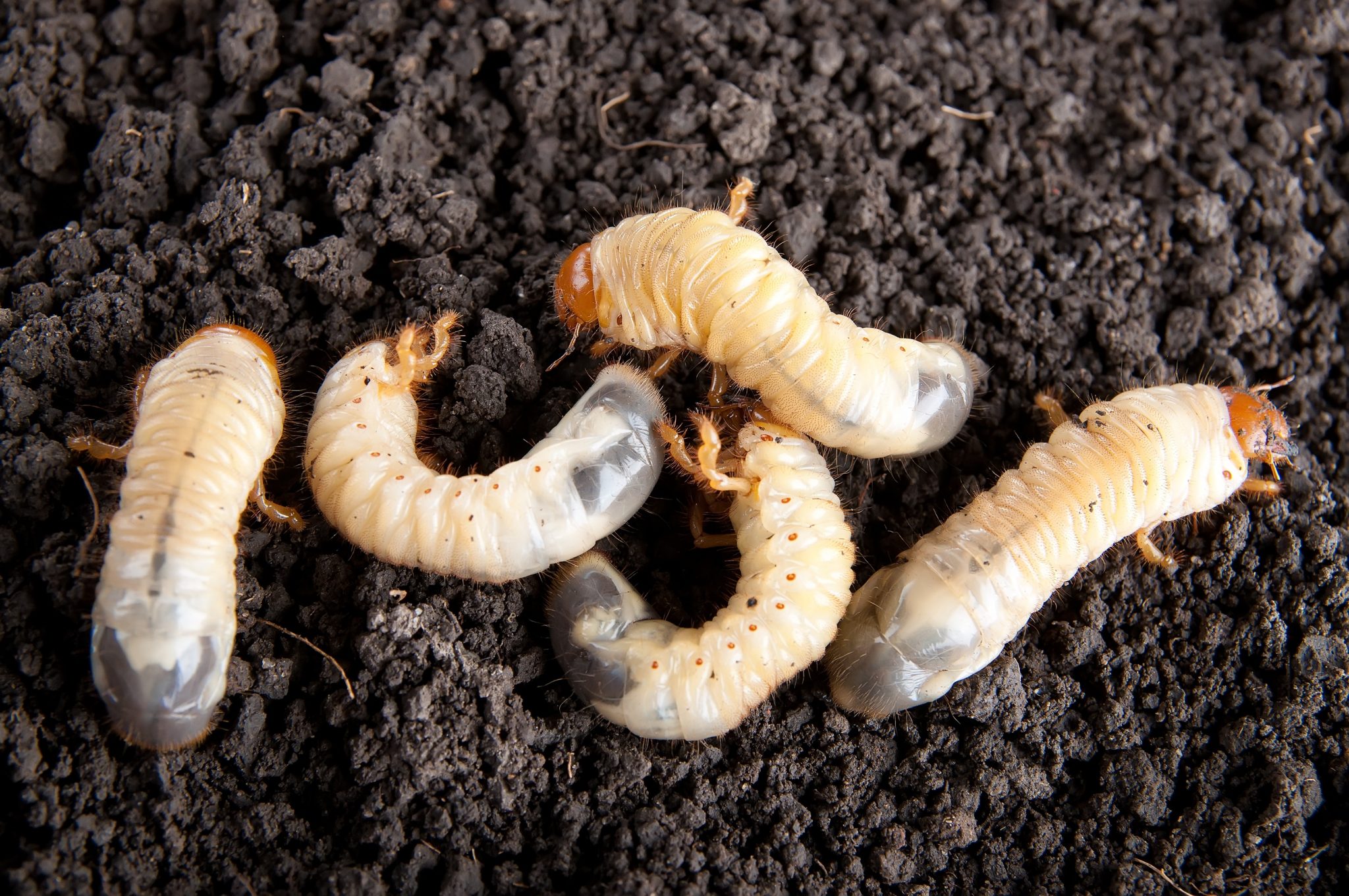 How to Get Rid of Garden & Lawn Grubs Naturally (Guide) - Buy, Install