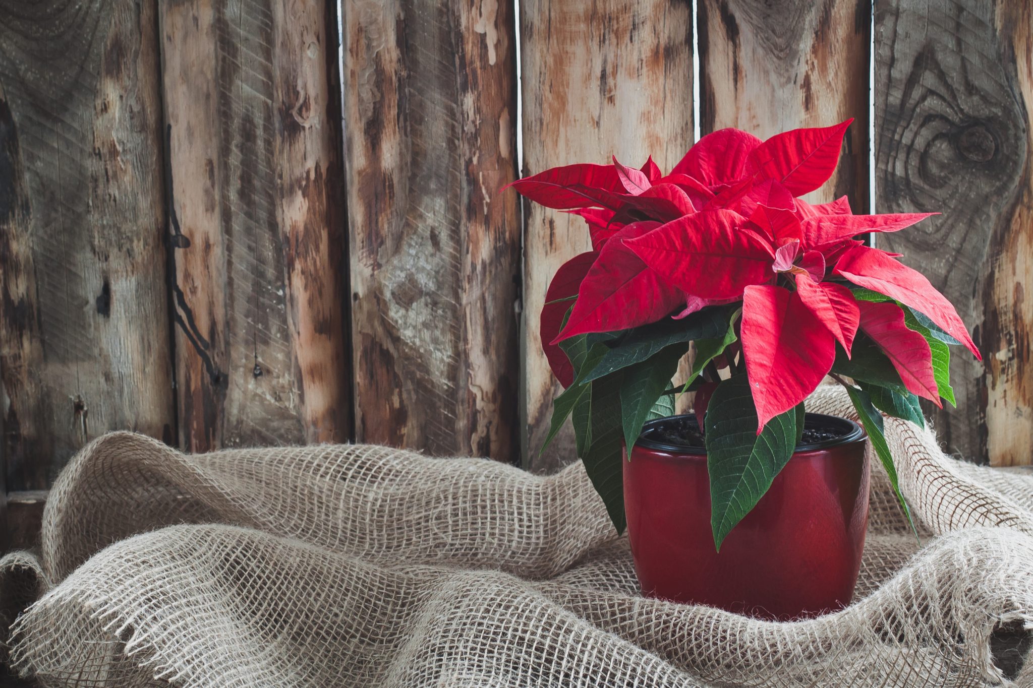 Poinsettia Care