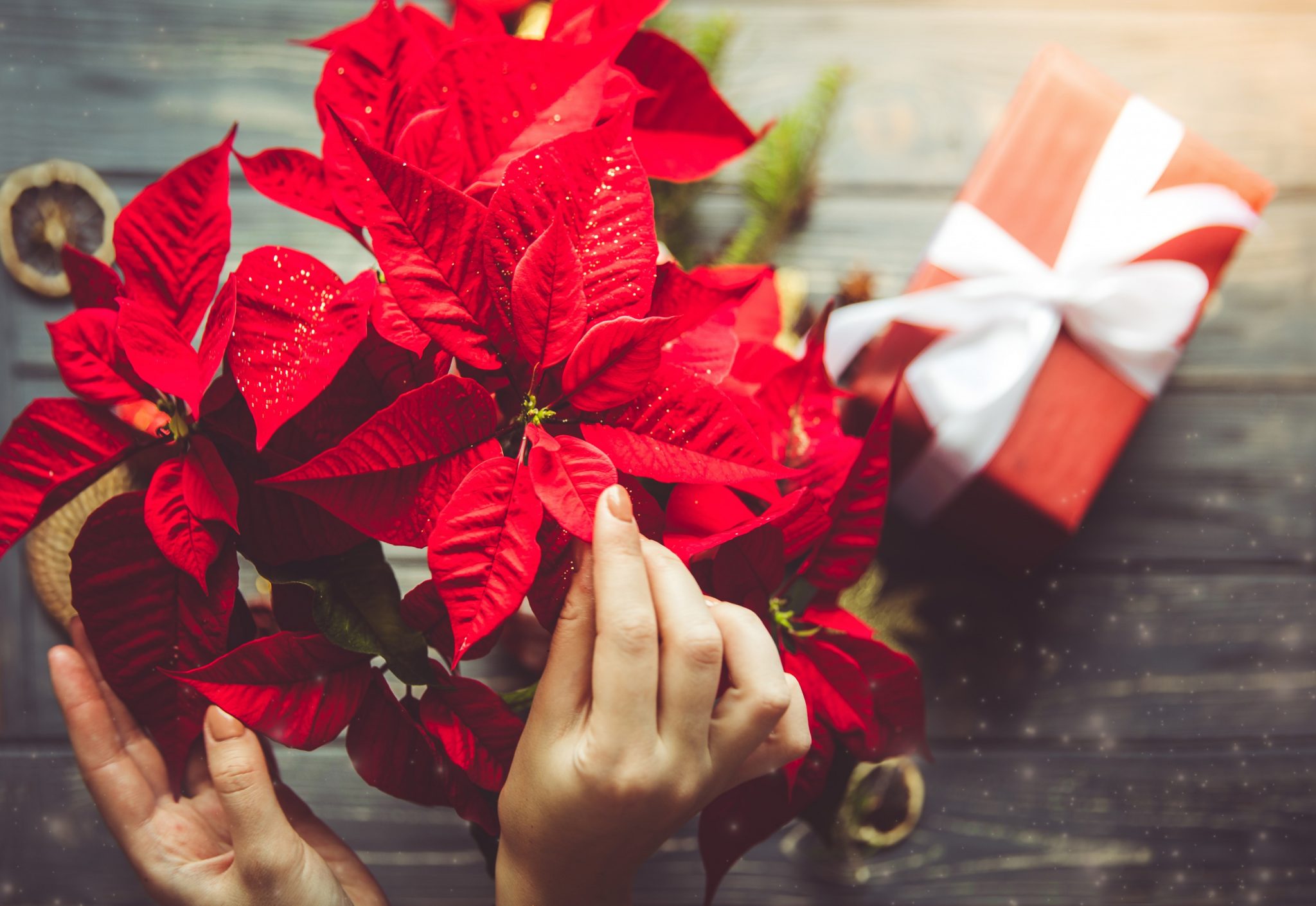 Poinsettia Plant