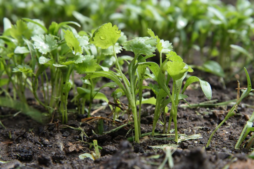 cilantro seedlings falling over cilantro seedlings falling over