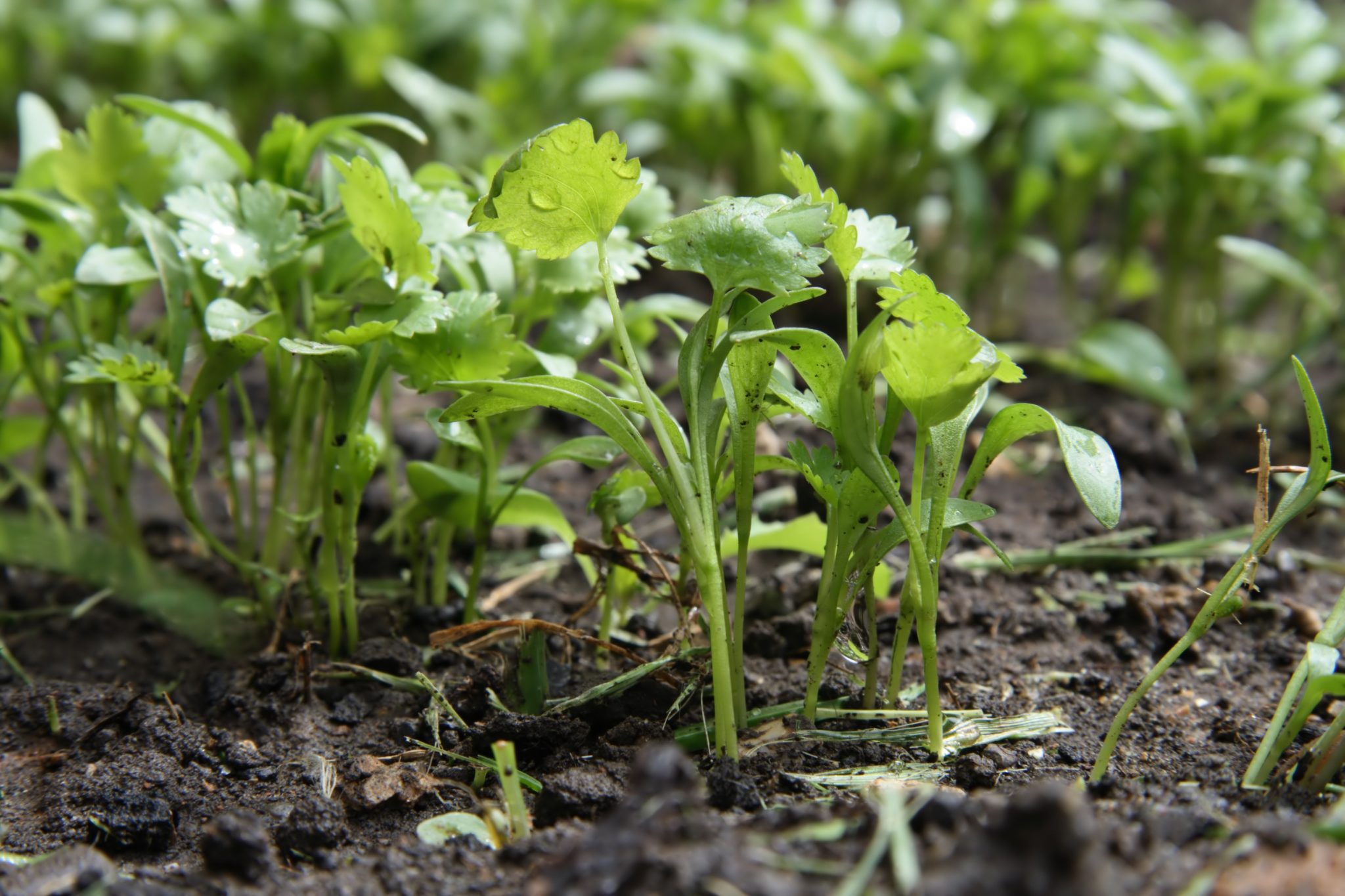 cilantro seedlings