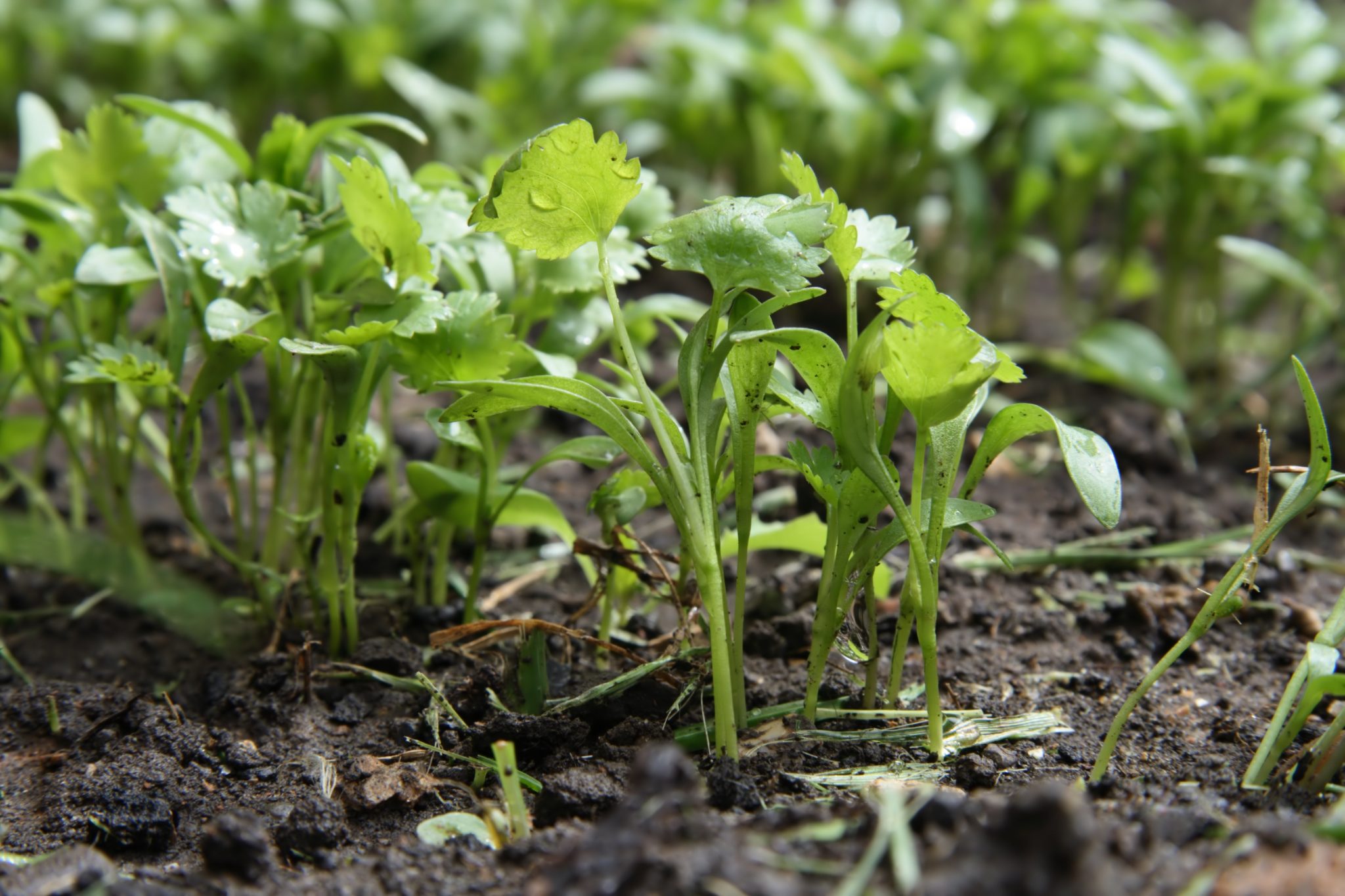 cilantro growing tips